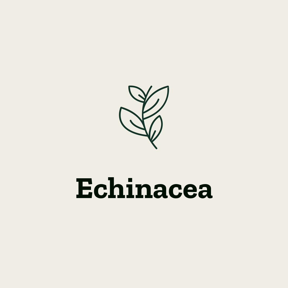 Echinacea