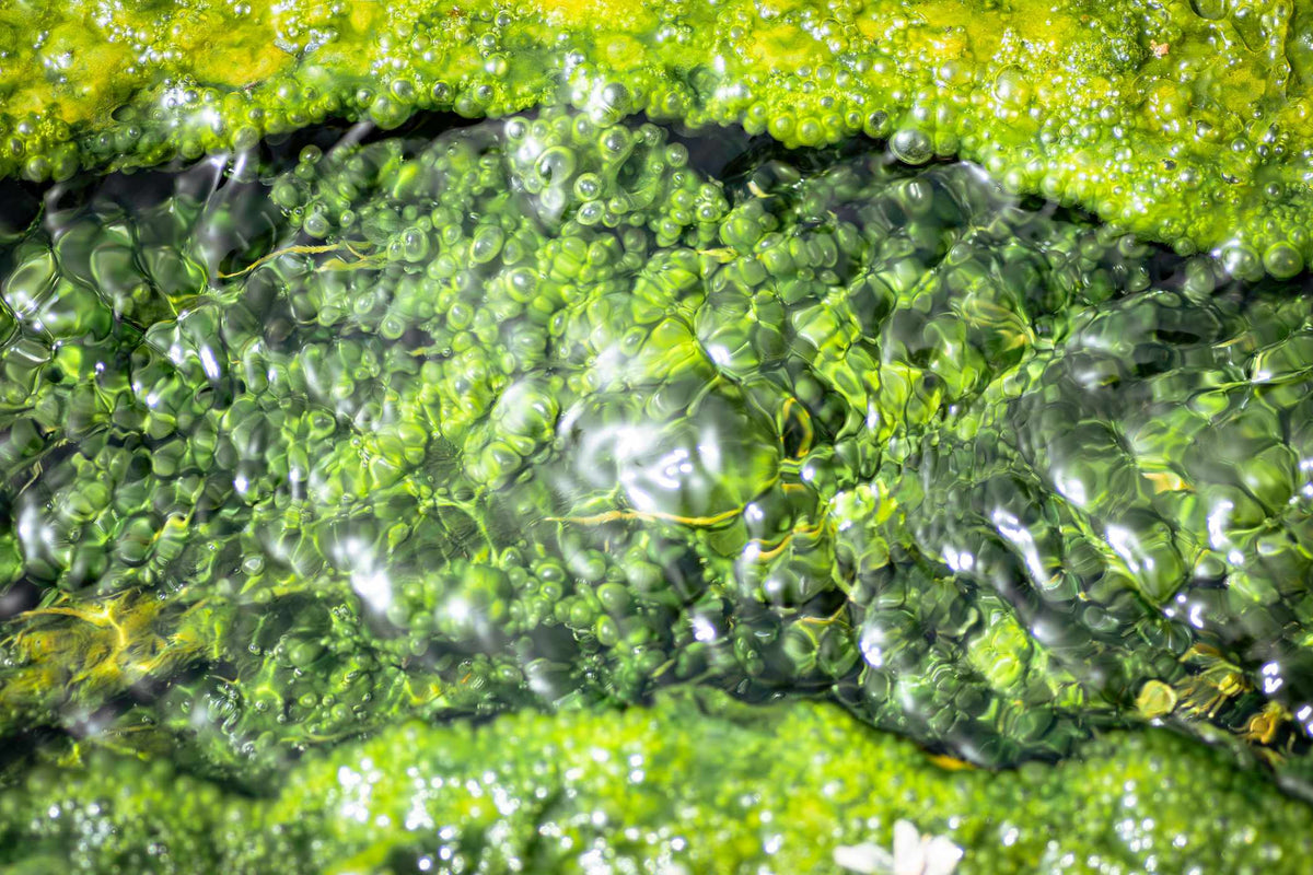 EPA