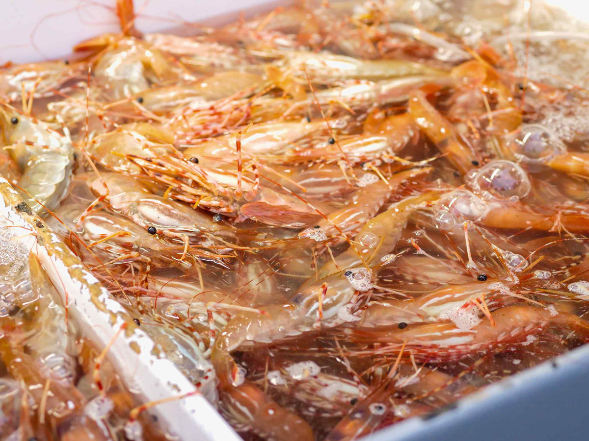 Krill olie