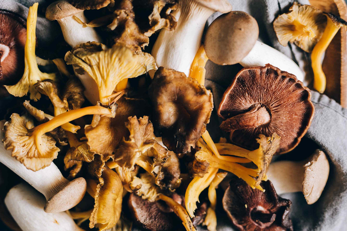 Maitake