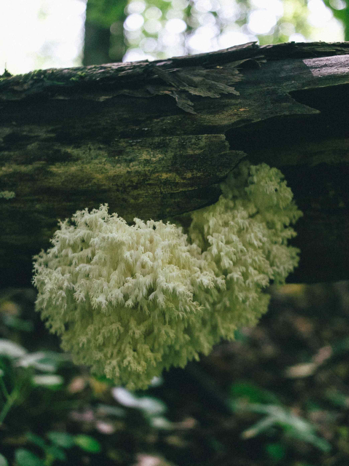 Lion's mane