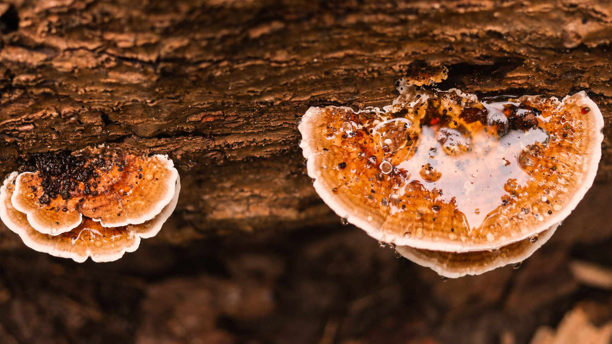 Reishi